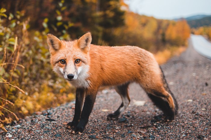 Red fox standing on a gravel road in autumn