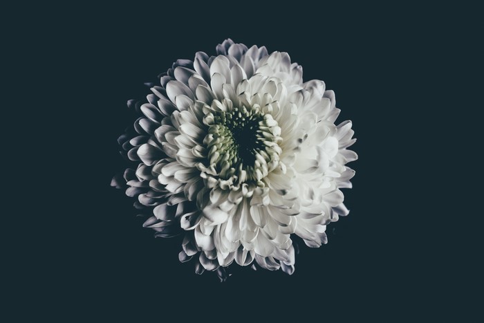 White chrysanthemum flower on dark background