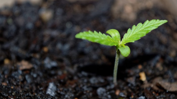 Cannabis seedling growing in dark soil