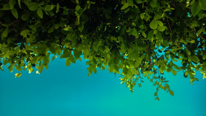 Vibrant Green Leaves Against Clear Blue Sky