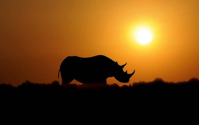Silhouette of a rhino against a sunset