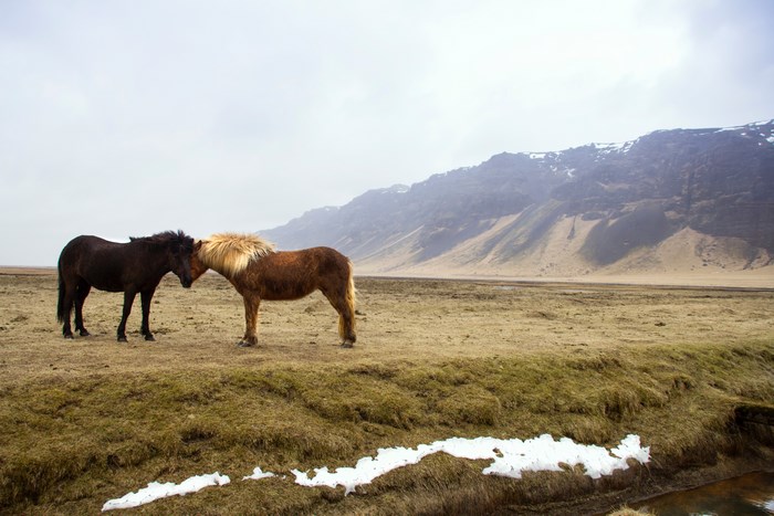 Two horses in a barren landscape with mountains