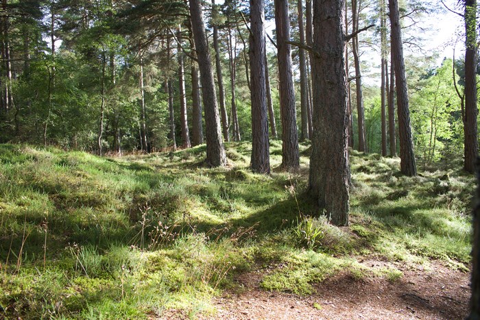 Sunlight filtering through trees in a forest