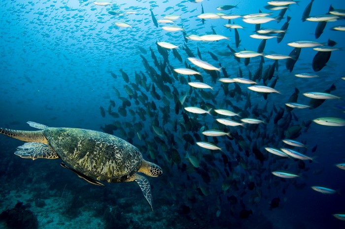 Sea turtle swimming with a school of fish