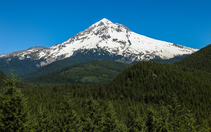 Snowy Mount Hood peak above pine forest under blue sky