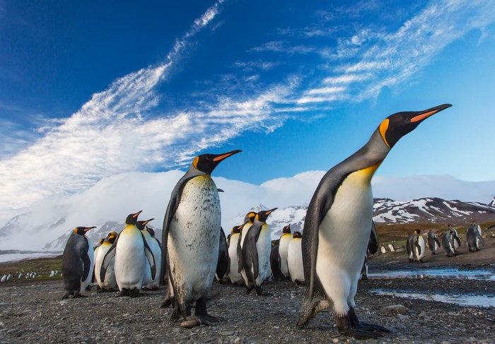 King Penguins Marching on a Rocky Shore Under a Blue Sky