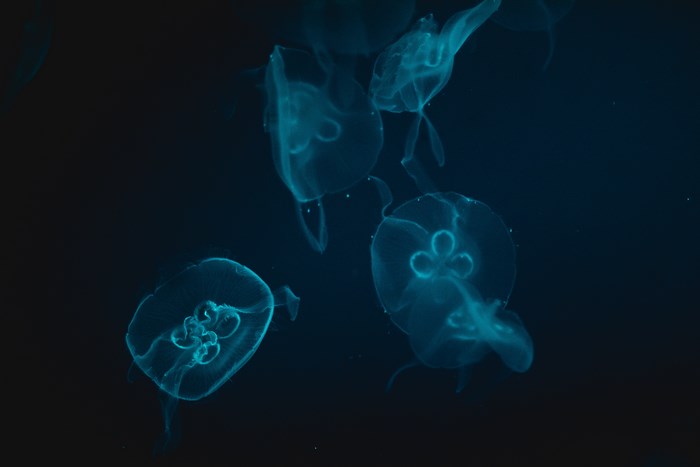 Four glowing blue jellyfish in dark water