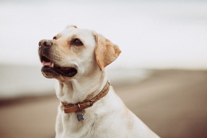 Labrador dog with collar on the beach