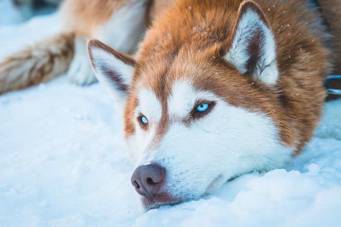 Husky with blue eyes laying in the snow
