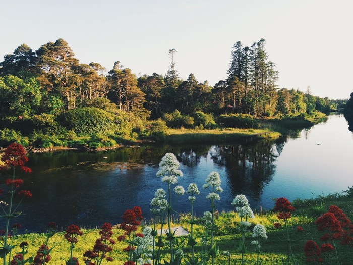 River and trees with flowers in Connemara, Ireland