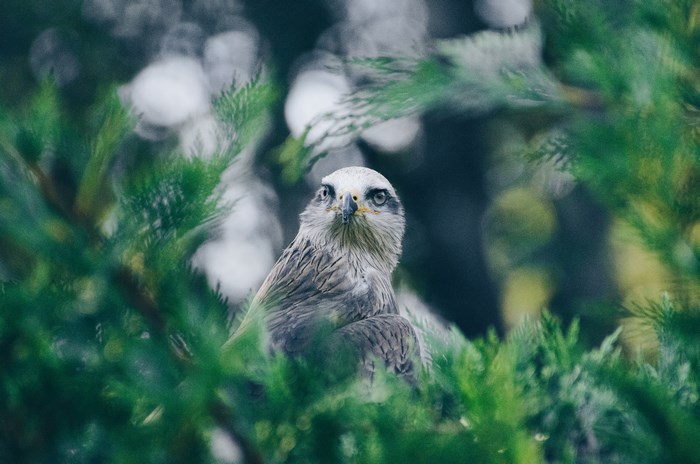 Bird of prey sitting on a tree branch