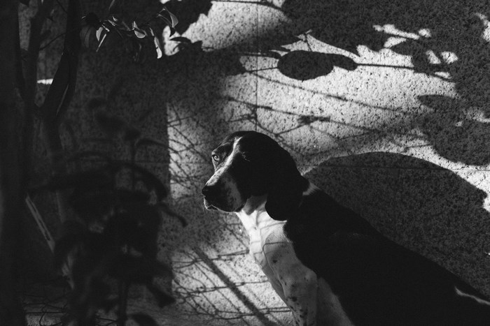 Black and white photo of a hound dog in shadows