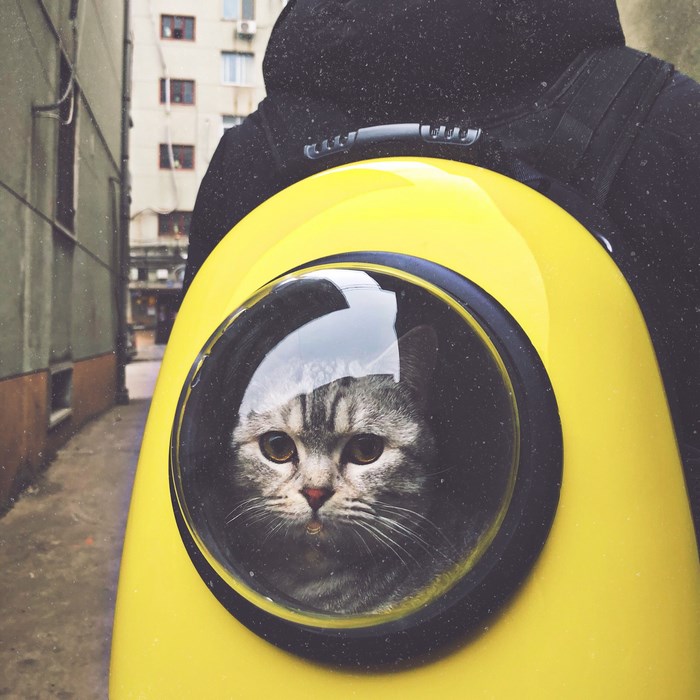 Cat in a yellow backpack carrier on a city street