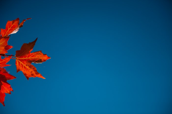 Red maple leaves against a blue sky