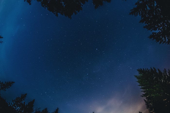 Night sky with stars and trees