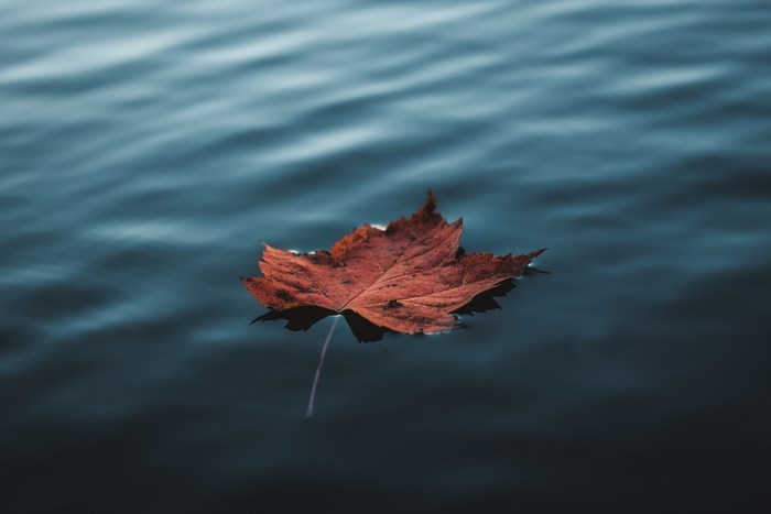 A single red leaf floats on blue water
