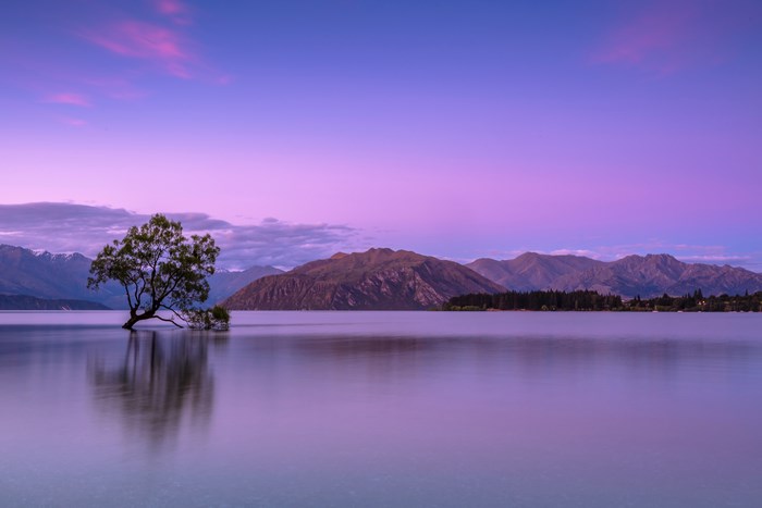 Solitary Tree by Calm Lake at Dawn in Wanaka