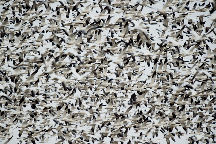 Flock of Snow Geese in Flight