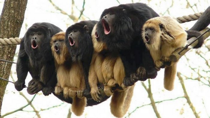 Group of howler monkeys yawning on a branch
