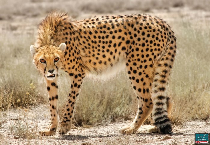Cheetah in the dry grasslands of Iran
