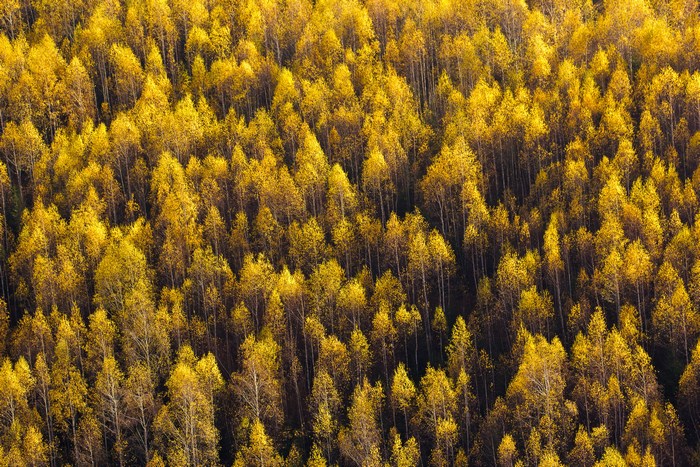 Yellow forest in autumn from above