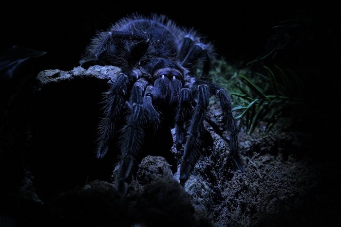 Close-up of a dark tarantula spider