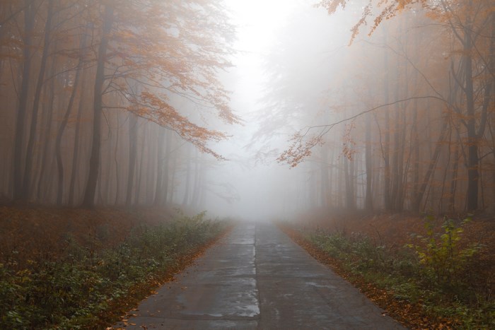 Misty forest road in autumn with orange leaves