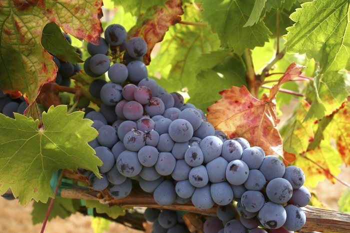 Close-up of ripe black grapes on a vine with green and red leaves