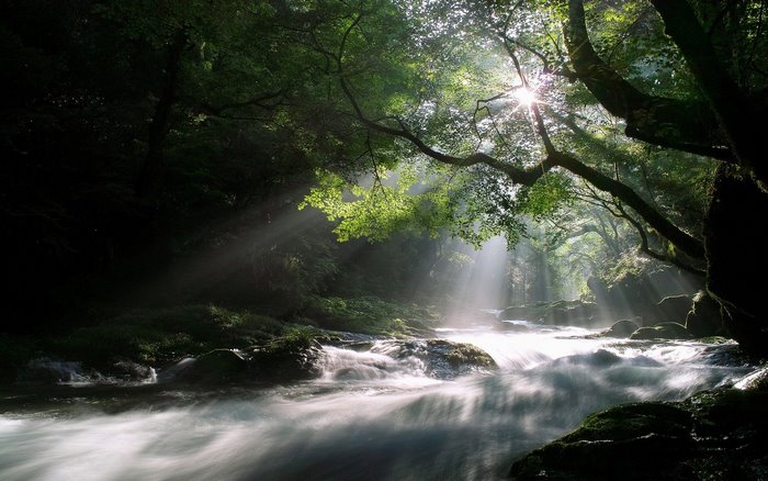 Sunlight streams through a forest onto a flowing river