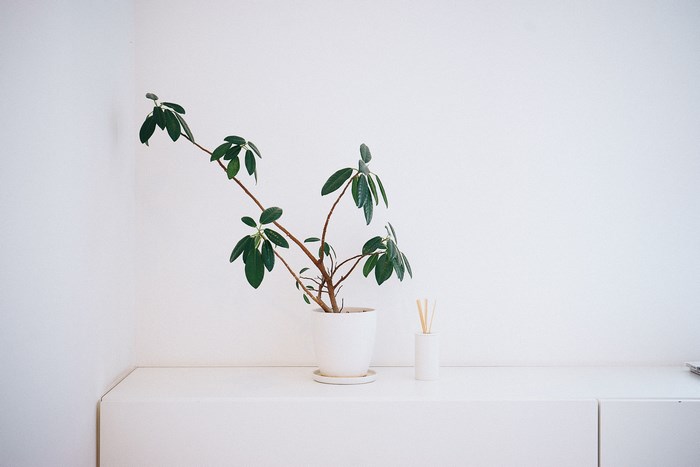 Minimalist interior with a potted plant and incense sticks