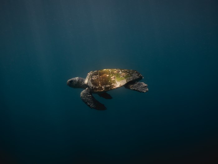 Sea turtle swimming underwater in the ocean