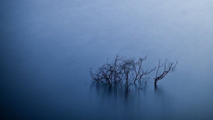 Minimalist blue scene with bare tree branches in water