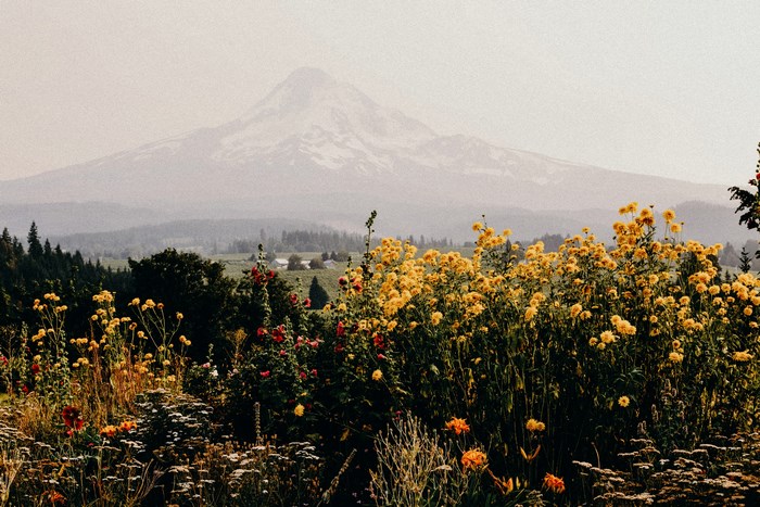 Field of yellow flowers with Mount Hood in the background