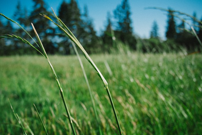 5343659 2500x1667 filed of green grass, landscape, green grass, breeze,  blurred background, leafe, blue, calm, micro, green, nature, filed, Free  stock photos, tree, green pasture, meadow, summer, grass, natue, summer  filed, field -