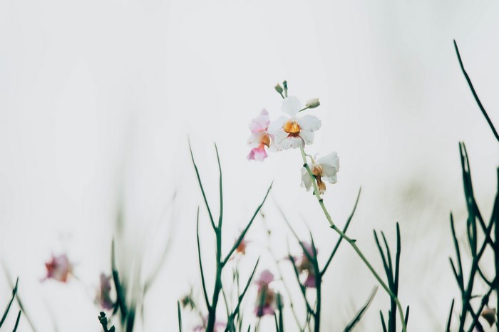 Minimalist white and pink orchids with green stems