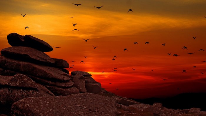 Birds flying over rocks at sunset