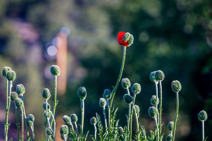 Red poppy flower bud and green buds in morning light