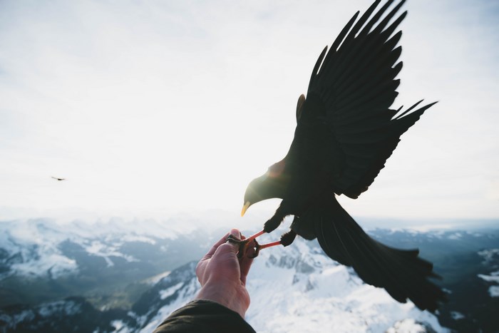 Black bird feeding from a hand on a snowy mountain