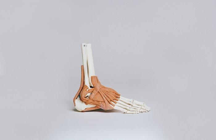 Anatomical model of a human foot and ankle