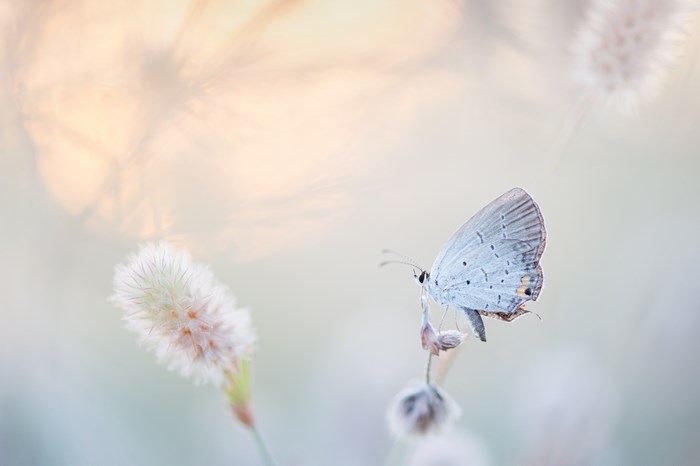 Eastern Tailed-Blue butterfly on a fluffy plant