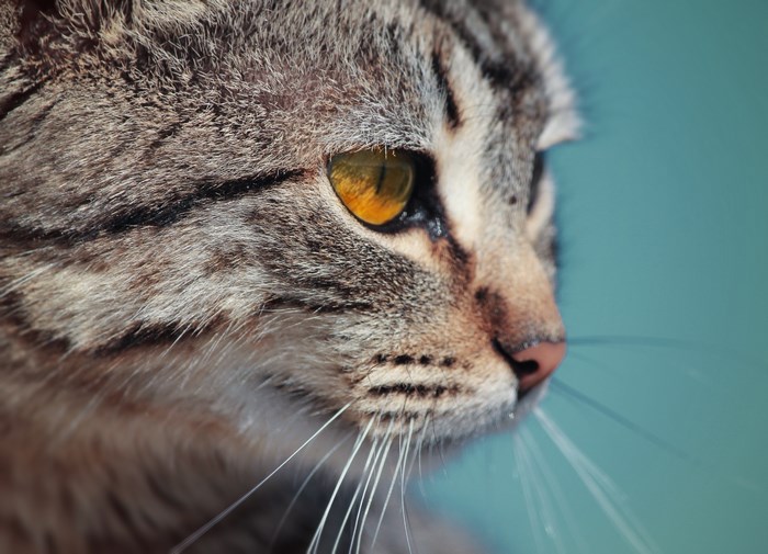 Close-up of a tabby cat's face