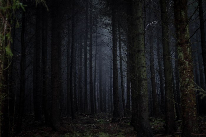 Dark and eerie pine forest at night