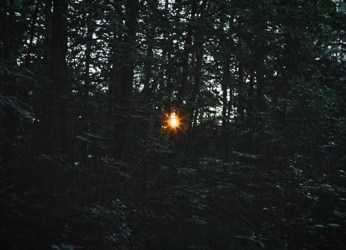 Sunlight flares through a dark forest