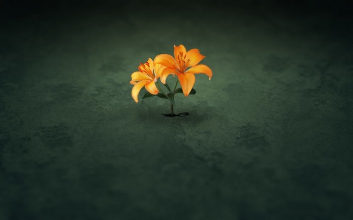 Two orange lilies growing from a dark surface