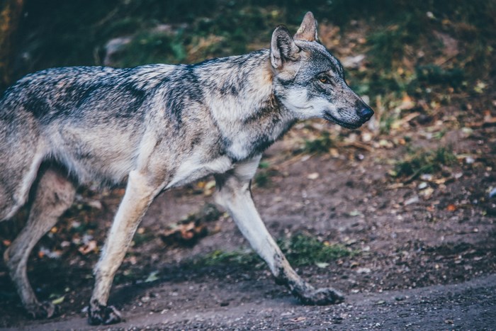 Wolf walking in a forest
