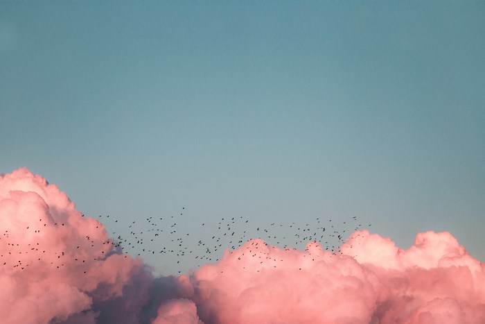 Flock of birds flying over pink clouds at sunset