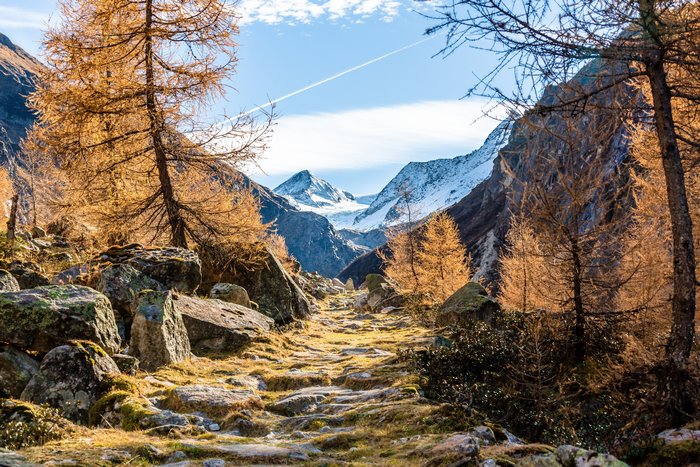 Mountain path with autumn trees and snowy peaks