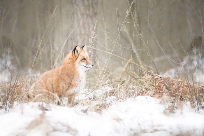 Red fox sitting in the snow during winter