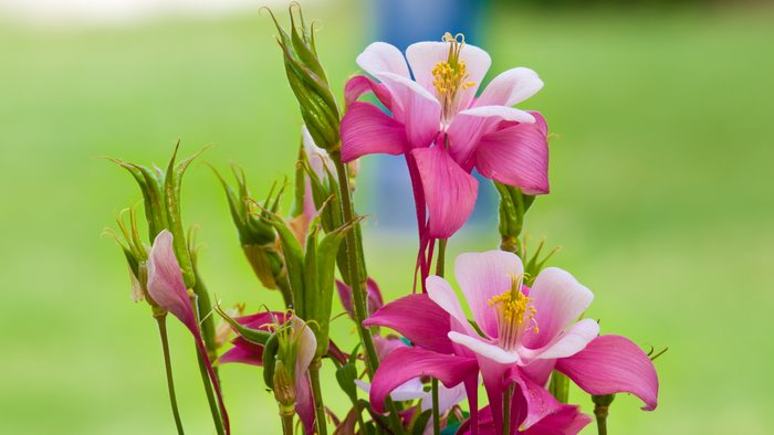 Pink and white columbine flowers with green buds