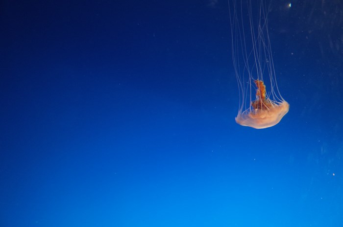 Orange jellyfish underwater in blue water
